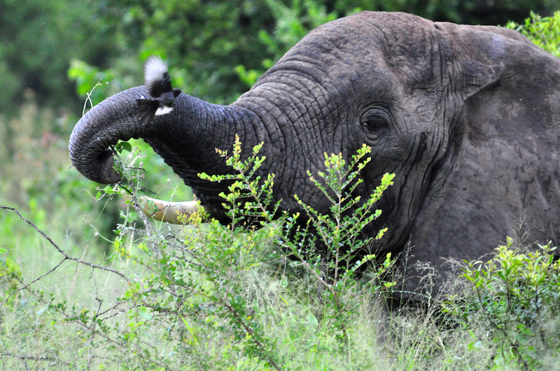Melanie Heinrich - travel images - Lion Sands Private Game Reserve